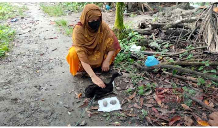 ভোলায় ফের মিলল পাতিহাঁসের কালো ডিমের সন্ধান